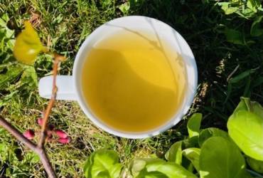 Un nouveau thé vert qui met du soleil dans la tasse !