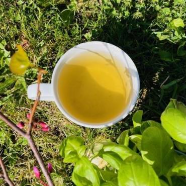 Un nouveau thé vert qui met du soleil dans la tasse !